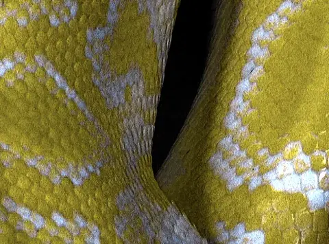 Le papier peint jaune