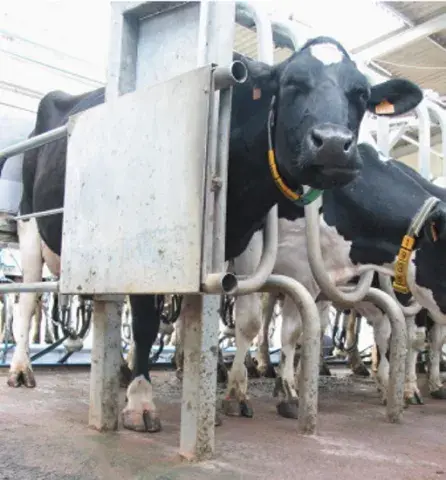 des vaches pie noir en stabulation