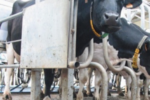 des vaches pie noir en stabulation